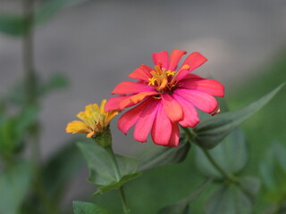 close up of zinnia flowers