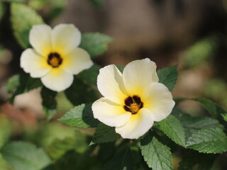 close up of white alder flowers