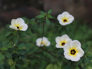 close up of white alder flowers