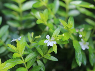close up of white chupea plant