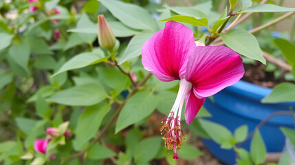 Flor Ipomea, also called, the bell, the Ipomoea purpurea or Don Diego by day.