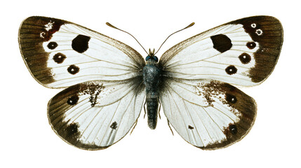 A detailed view of a butterfly showcasing its intricate wing patterns and colors.