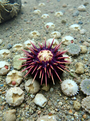 English Sea Urchin