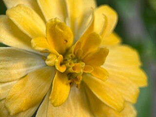 close up of yellow zinnia flower macro
