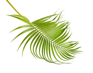 Yellow palm leaves, Golden cane palm, Areca palm leaves, Tropical foliage isolated on white background with clipping path
