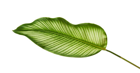 Obraz premium Calathea ornata (Pin-stripe Calathea) leaves, Tropical foliage isolated on white background, with clipping path 