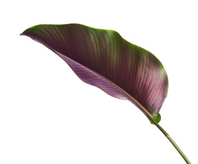 Calathea ornata (Pin-stripe Calathea) leaves, Tropical foliage isolated on white background, with clipping path  © DEWINs