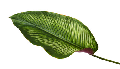 Calathea ornata (Pin-stripe Calathea) leaves, Tropical foliage isolated on white background, with clipping path  © DEWINs