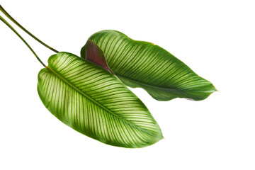 Calathea ornata (Pin-stripe Calathea) leaves, Tropical foliage isolated on white background, with clipping path  © DEWINs