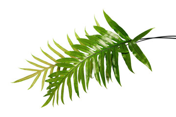 Wart fern leaf, Ornamental foliage, Fern isolated on white background, with clipping path