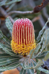 Colourful banksia plant (banksia menziesii) in the bushland of Western Australia, Australia