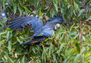 Beautiful forest red tailed black cockatoo (calyptorhynchus banksii nosa) in a Marri tree around the Swan Valley, Perth, Western Australia