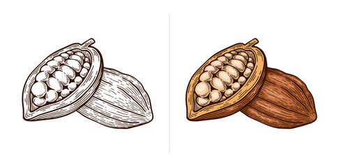 Hand Drawn Cacao. Cacao Engraving Line Art Vector Illustration