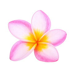 Fototapeta premium A delicate pink and yellow plumeria flower perfect for tropical and floral designs.