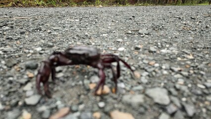 A small field crab walking on a gravel road. The image is slightly out of focus, emphasizing the rough texture of the road rather than the crab itself.