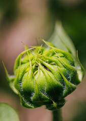close up of a sunflower bud