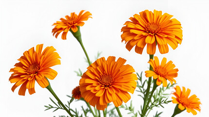 Orange marigold flowers isolated on transparent background, flower isolated Photo summer spring flowers, png