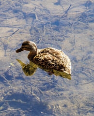 duck on the water