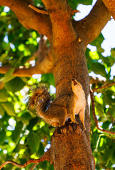 squirrel in a tree