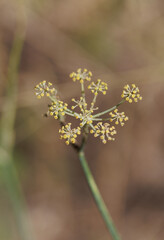 flower of a tree