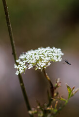 bug on a flower