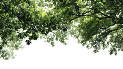 Fototapeta premium Delicate Sunlight Filtering Through Canopy Leaves in Nature Scene