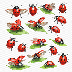 A collection of detailed illustrations of red ladybugs in various poses, flying with open wings and resting on green leaves.