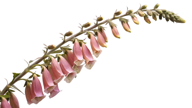 Digitalis purpurea branch pink bell flowers isolated on a transparent background
