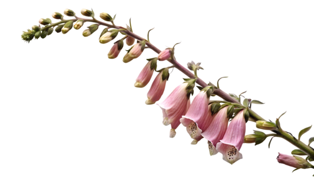 Foxglove branch pink bell flowers isolated on a transparent background digitalis purpurea
