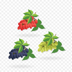 Set of grapes clip art vector illustration on transparent background
