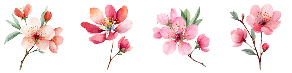 Watercolor Cherry Blossoms Collection: Delicate Floral Design Elements