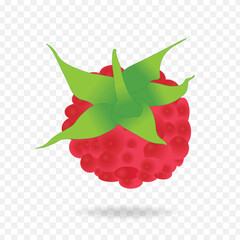 Raspberry fruit clipart vector illustration on transparent background