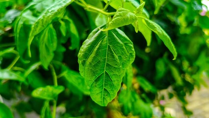 A single fresh green leaf