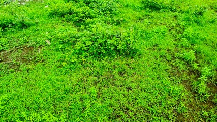 Lush Green Grass and Shrubs