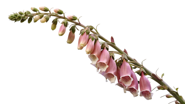 Pink foxglove flowers on stem isolated on a transparent background digitalis purpurea