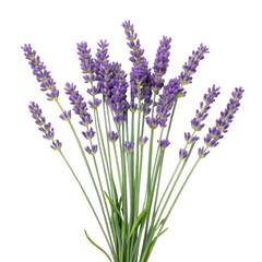 Fototapeta premium A bunch of lavender flowers with long green stems on a white background on transparent background
