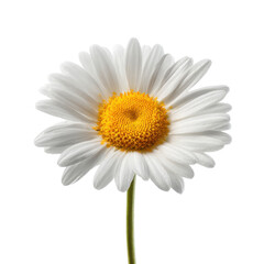 White daisy with yellow center on black background flower bloom, Isolated On Png Transparent Background