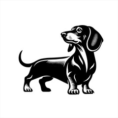 Black and White Dachshund Dog Illustration.