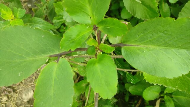 During the rainy season, the Bryophyllum pinnatum or Kalanchoe pinnata leaves are very green and fresh.