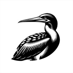 Black and White Illustration of a Loon Bird.