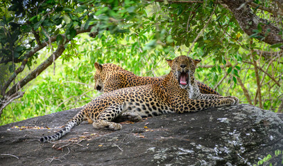 Two leopards rest on a rock at Yala National Park, Sri Lanka. One leopard yawns while the other looks away into the forest