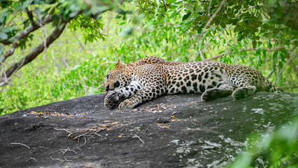 Two leopards are sleeping side by side on a rock at Yala National Park, Sri Lanka. 