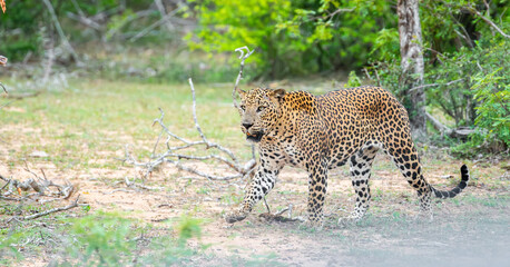 A leopard walks on the dry forest floor. It moves forward with eyes focused