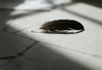 close up of a leaf on a white background