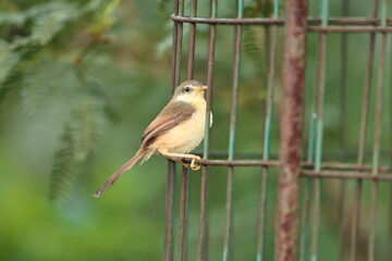 Ashy Prinia