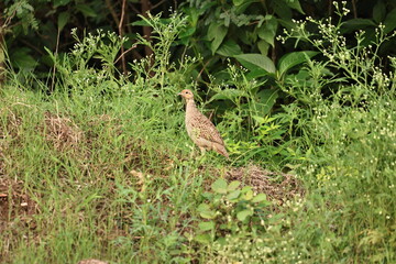 Gray Francolin family