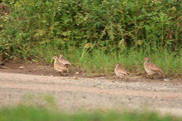 Gray Francolin family