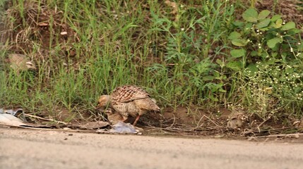 Gray Francolin family