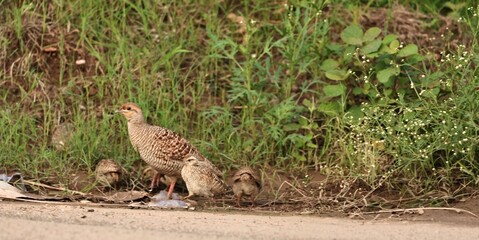 Gray Francolin family