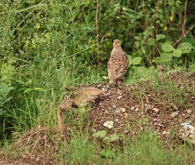 Gray Francolin family